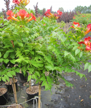 Hochstamm Trompetenblume Fire Trumpet 1