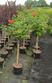 Preview: Hochstamm Trompetenblume Fire Trumpet 3