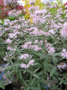 Preview: Caryopteris clandonensis Stephi2