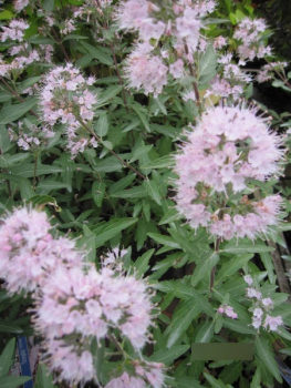 Caryopteris clandonensis Stephi1
