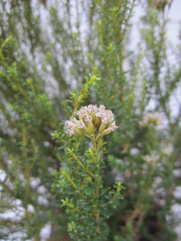 Preview: Cassinia leptophylla 3