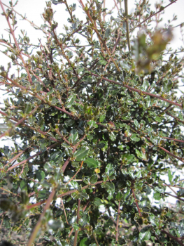 Preview: Hochstamm Säckelblume Blue Sapphire ® 2