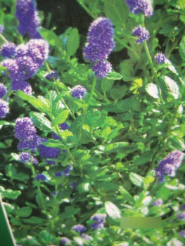 Ceanothus Cascade1