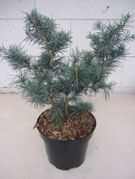 Cedrus deodara Mister Blue 1