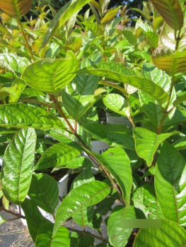 cephalanthus occidentalis Sugar Shack - Knopfbusch Sugar Shack2