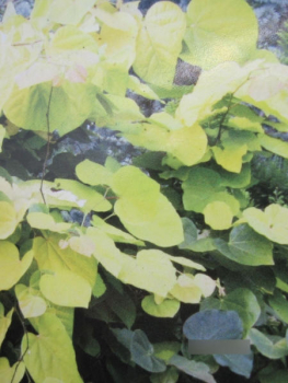 Preview: Judasbaum Melon Beauty