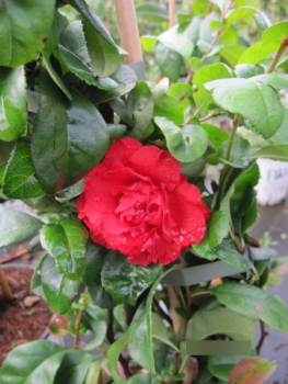 Zierquitte Pink Storm