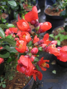 Chaenomeles speciosa Orange Zierquitten