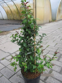 Chaenomeles speciosa Orange Storm - Zierquitte Orange Storm 40-60cm