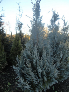 Chamaecyparis lawsoniana Van Pelts Blue