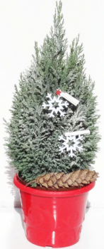 Chamaecyparis lawsoniana Elwoodii 1