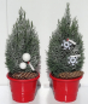 Preview: Chamaecyparis lawsoniana Elwoodii 2