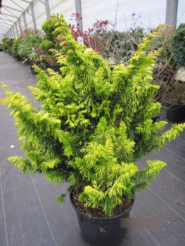 Chamaecyparis obtusa Tetragona aurea