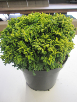 Chamaecyparis pisifera Golden Pincushion 1