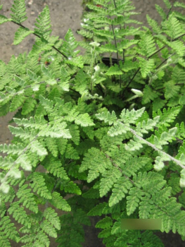 Preview: Cheilanthes lanosa Cimbra 2