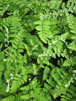 Preview: Cheilanthes lanosa Cimbra 3