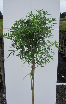 Hochstamm Orangenblume Aztec Pearl 1