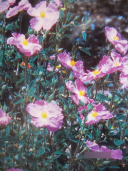 Zistrose Silver Pink