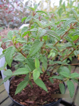 Cistus corbariensis - Felsen-Zistrose
