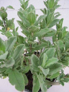 Zistrose pulverulentus