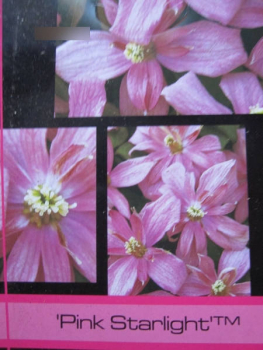 Clematis montana Pink Starlight2