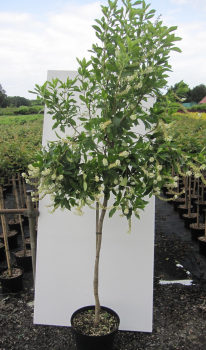 Hochstamm Silberkerzenstrauch Hummingbird 1