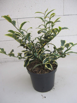 Cleyera japonica Tokyo Sunrise - Sperrstrauch - Sakaki 30-40cm