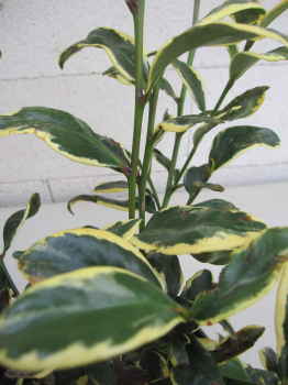 Cleyera japonica Tokyo Sunrise - Sperrstrauch - Sakaki 30-40cm
