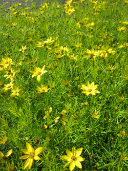 Coreopsis verticillata Zagreb 1