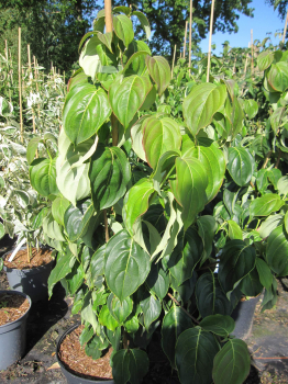 Cornus kousa Red Whirlwind 2