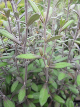 Corokia Frosted Chocolate 1