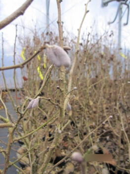 Preview: rotlaubige Haselnuss Annys Purple dream3