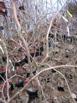 Preview: Corylus avellana Purple Umbrella 3