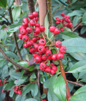 Cotoneaster watereri Pendulus 1
