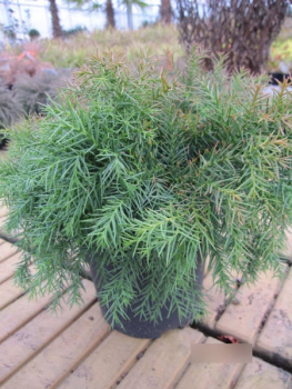 Sicheltanne Monstrosa Nana1