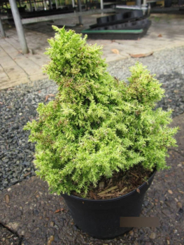 Preview: Sicheltanne Twinkle Toes3