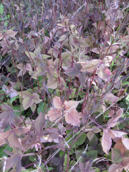 Cryptotaenia japonica atropurpureum 1