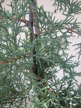 Preview: Cupressus glabra Blue Ice 2