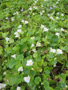 Preview: Zimbelkraut Albiflora 2