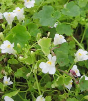 Zimbelkraut Albiflora 1