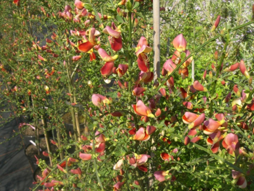 Cytisus scoparius Palette