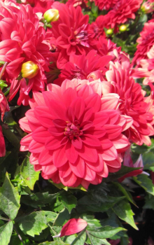 Dahlia Lubega ® XL Red 1