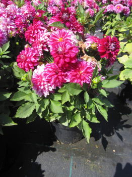 Dahlie Lubega ® Power Cherry Stripes 2