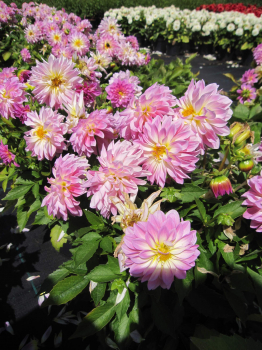 Dahlie Lubega ® Power Rose Bicolor 2