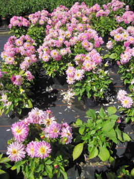 Dahlie Lubega ® Power Rose Bicolor 3