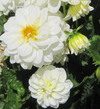 Dahlie Lubega ® Power White 1