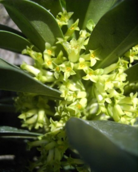Daphne laureola 1
