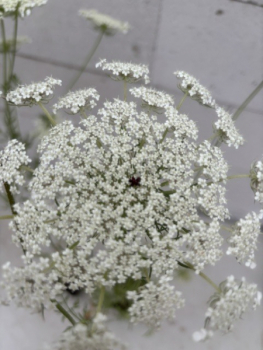 Daucus carota 1