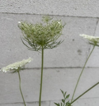 Preview: Daucus carota 3