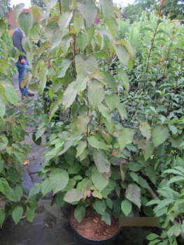 Davidia involucrata2